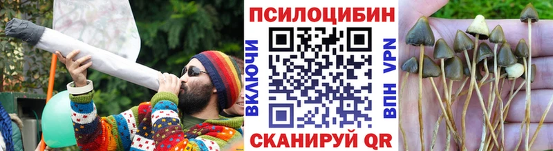 Псилоцибиновые грибы Psilocybe  Завитинск 